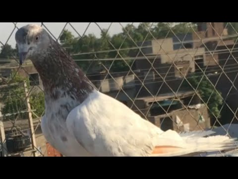 Gulab Sira Breeder Kabooter||Qasim Nawaz Pigeons