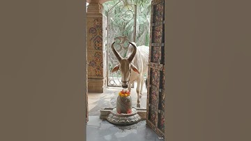 🌺Har Har Mahadev🌺NandiDev🙏#shorts#ytshorts#viral#reels #video#shortsfeed#explore #trending#shiv#puja