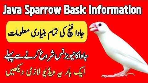 Java Sparrow Basic Information | Java Finch Complete Information | Technical Aamir