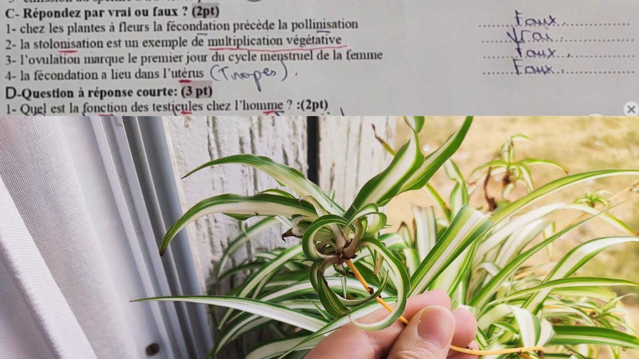 contrôle N°2 SVT 2AC /reproduction chez l'homme et végétaux