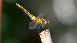 Стрекозы кроваво-красные. Sympetrum sanguineum. Насекомые Беларуси.