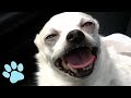 Funniest Chihuahuas Ever! | Try Not to Laugh Challenge