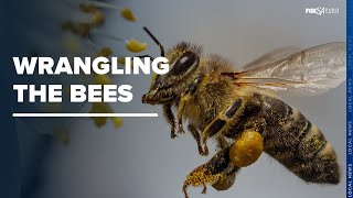Wrangling The Bees