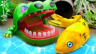 STOP MOTION ASMR | Colorful koi hunting evil Crocodile | Colorful Koi Fish VIdeo | Primitive Fish