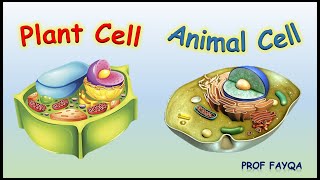 Plant Vs Animal cells [13 Major Differences]