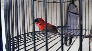 SUARA PANCINGAN SEPAH RAJA COCOK UNTUK BURUNG MACET BUNYI
