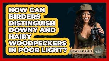 How Can Birders Distinguish Downy And Hairy Woodpeckers In Poor Light? - Bird Watching Diaries