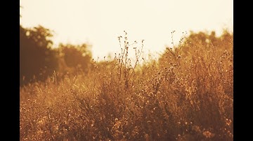 تلاوة تهتز لها القلوب بصوت وديع اليمني سورة الإنسان Surah Al Insan