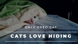 Cat hiding | Cats love hiding | Cat hide and seek | Funny cat videos | Why cats hide? | video 2020 by Only Oreo cat 41 views 3 years ago 2 minutes, 37 seconds