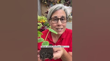 Don’t fall for the false news! It’s never too late to start seeds! Comment BLOCKER and I’ll DM the