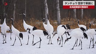 【速報】タンチョウ、雪原で華麗に 北海道東部の鶴居村