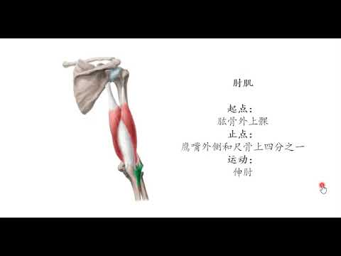 20211222 关键词  生理解剖学  肌肉系统  上肢