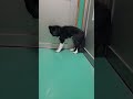 のりお頑張れ‼️ #下関市 #里親募集中 #センター収容犬