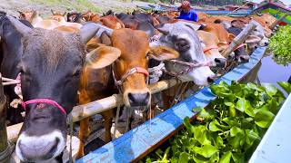 cow unloading cow videos cow video animal big cow goru hamba cow 382