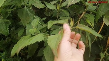 qhia tshuaj zoo lawv plab dawb & lawv plab liab zoo heev