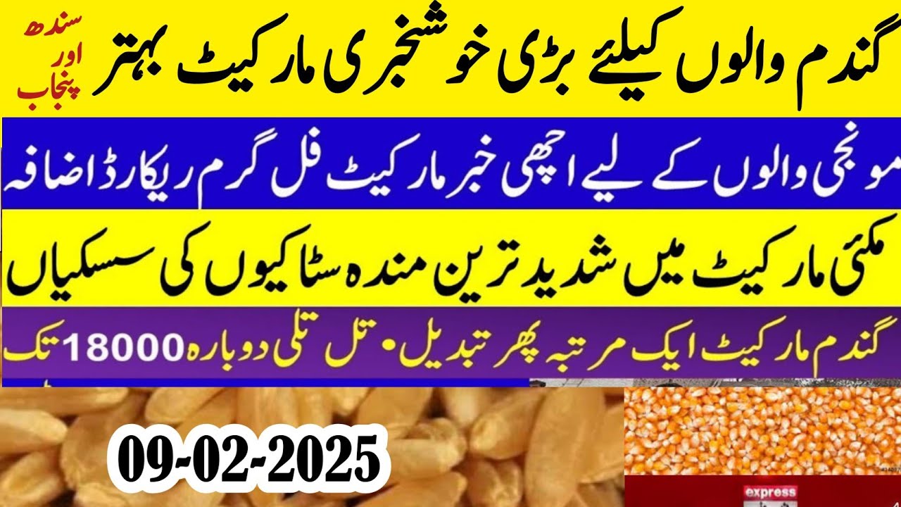 today wheat price 2025/wheat Future price in Pakistan/New Munji dhaan ...