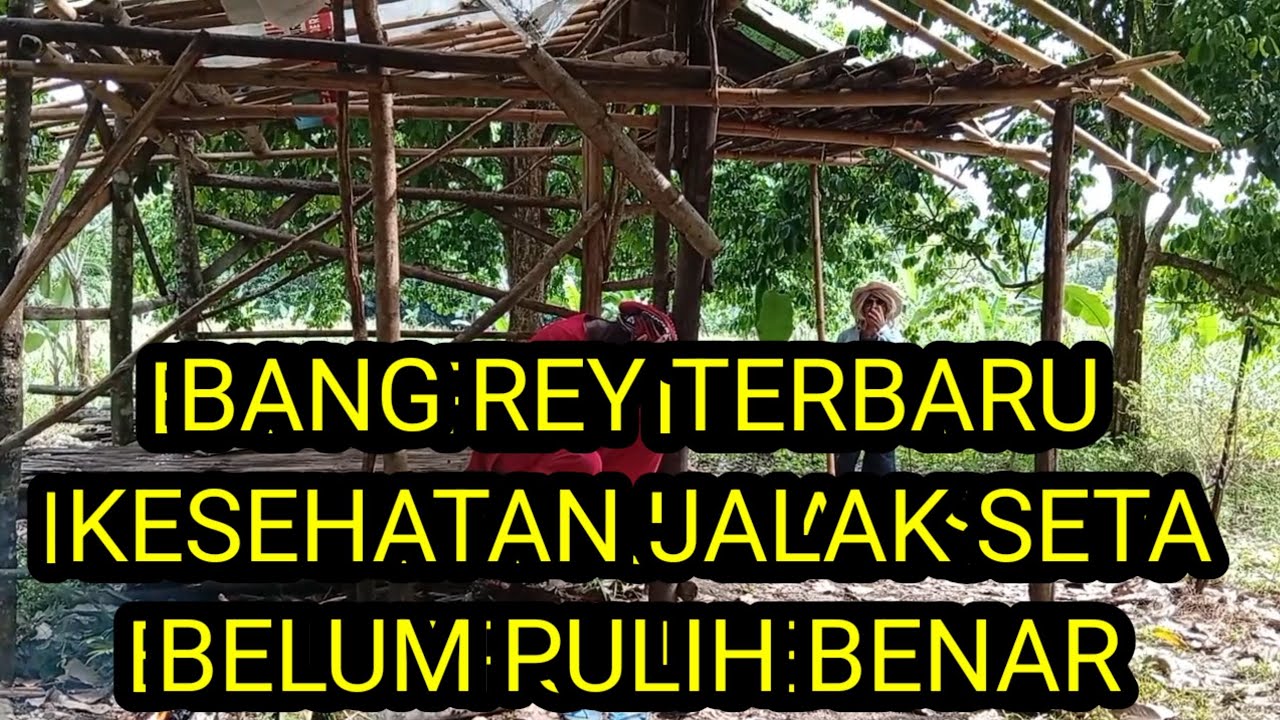 BANG REY TERBARU JALAK SETA BELUM PULIH
