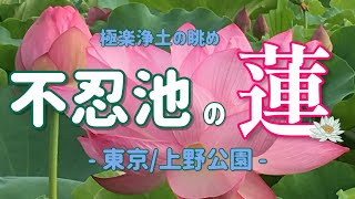 【上野公園】不忍池の蓮【極楽浄土の眺め】