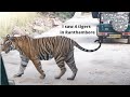 " I saw 4 Tigers in this Ranthambore Trip " | Must watch before vising Ranthambore