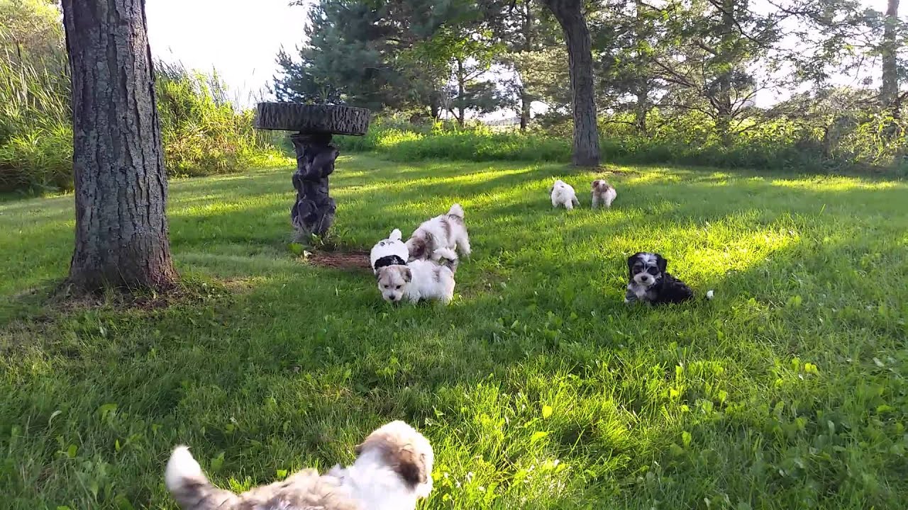 Heavenly Havanese Puppies 2015 YouTube