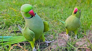 Funny Indian Parrot Talking and Dancing