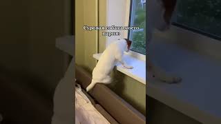 Самая суровая собака