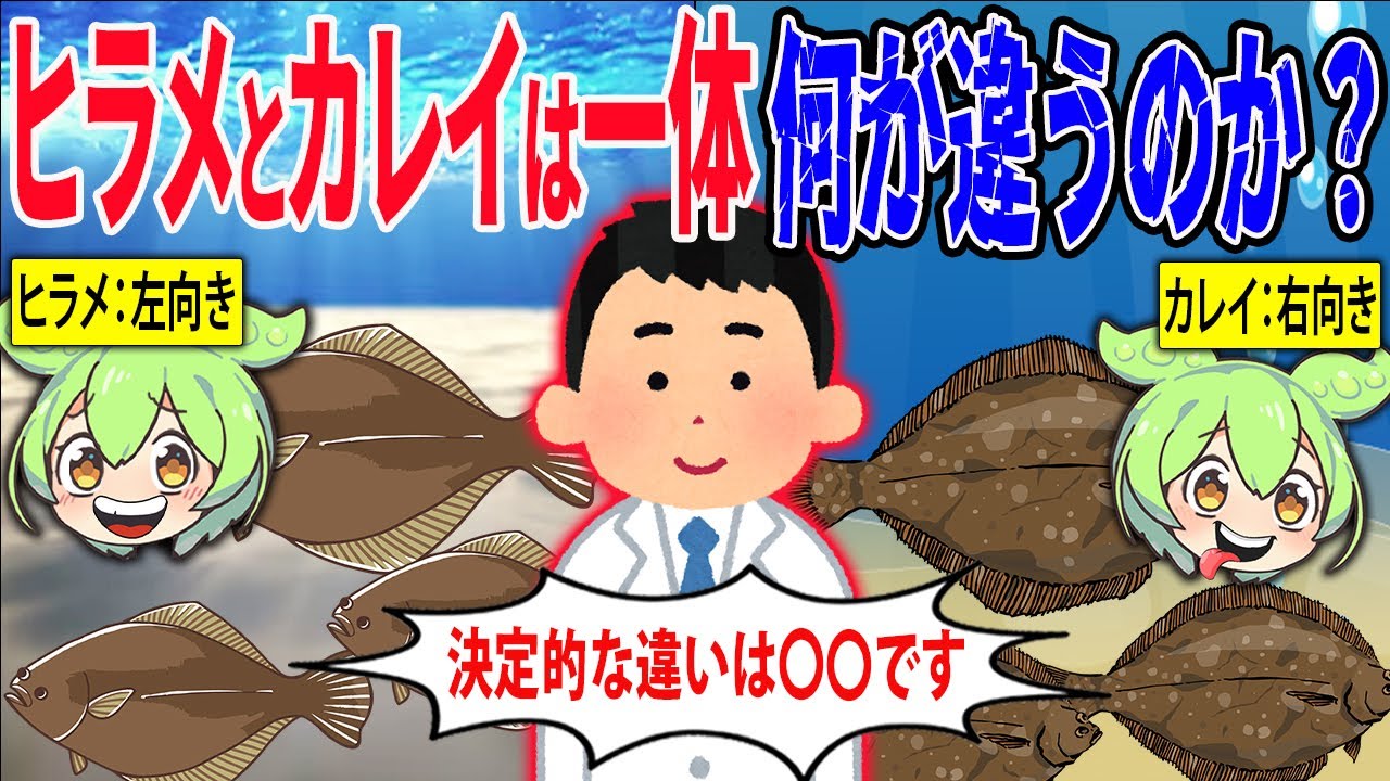 向き以外に何がある？ヒラメとカレイは一体何が違うのか【ずんだもん＆ゆっくり解説】