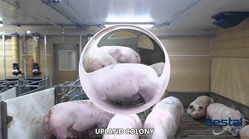 Swine Feeding Solutions: Gestal 3G and Gestal Solo