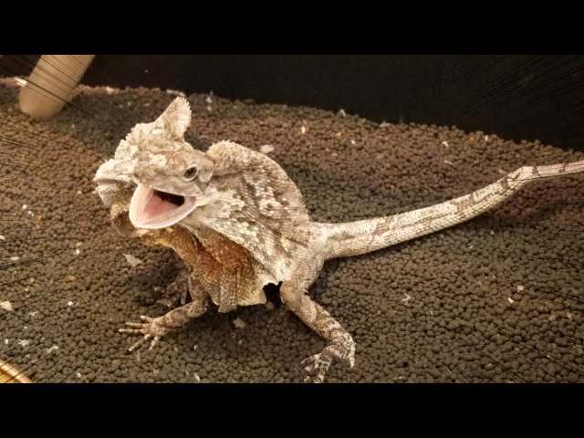 Everyday life with a frilled lizard is fun!! - YouTube