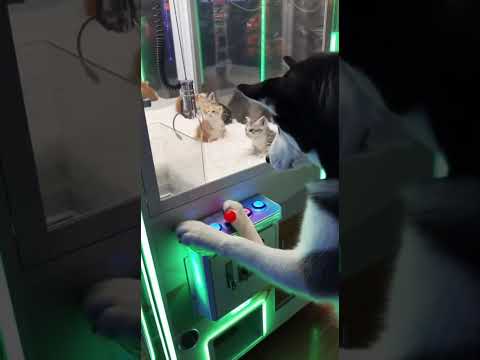 الكلب يحاول ان يلتقط قطط من داخل الماكينه عالم انابيلا وسيم ضحك اليوم ضحك مستمر مضحك للجميع