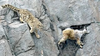 Leopardo-das-neves Cai do penhasco: até os poderosos podem vacilar