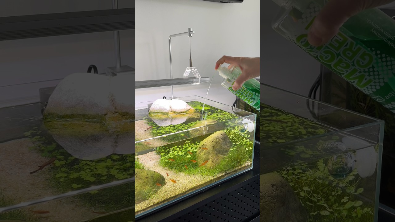 Stepping up ferts #aquarium #aquascape #aquascaping #plantedtank #plantedaquarium