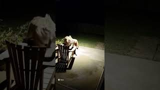 Download Lagu No Retreat: Watch This Brave Dog Challenge a Tiger #dogbreed #puppy #egipt #funny MP3 Download Lagu No Retreat: Watch This Brave Dog Challenge a Tiger #dogbreed #puppy #egipt #funny MP3