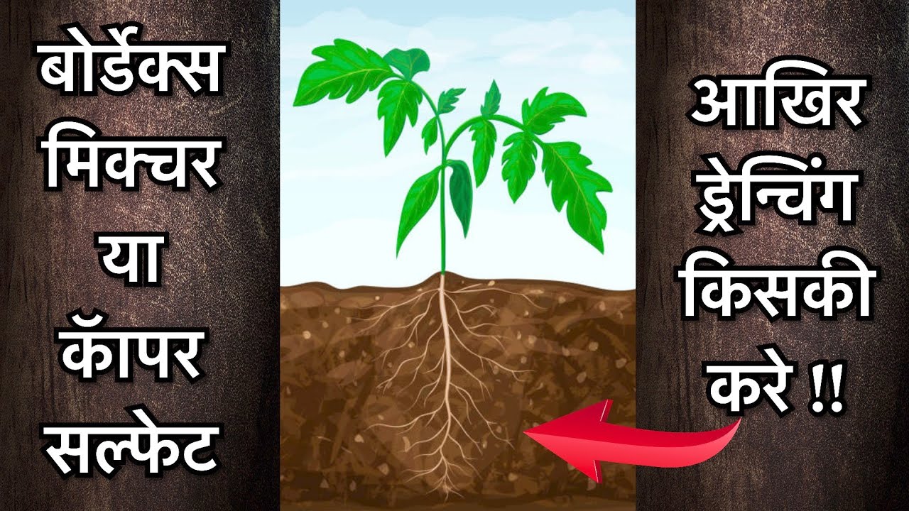 बोर्डेक्स मिक्स्चर का ड्रेन्चिंग करे या कॅापर सल्फेट का|bordex mixture |copper sulphate|drenching