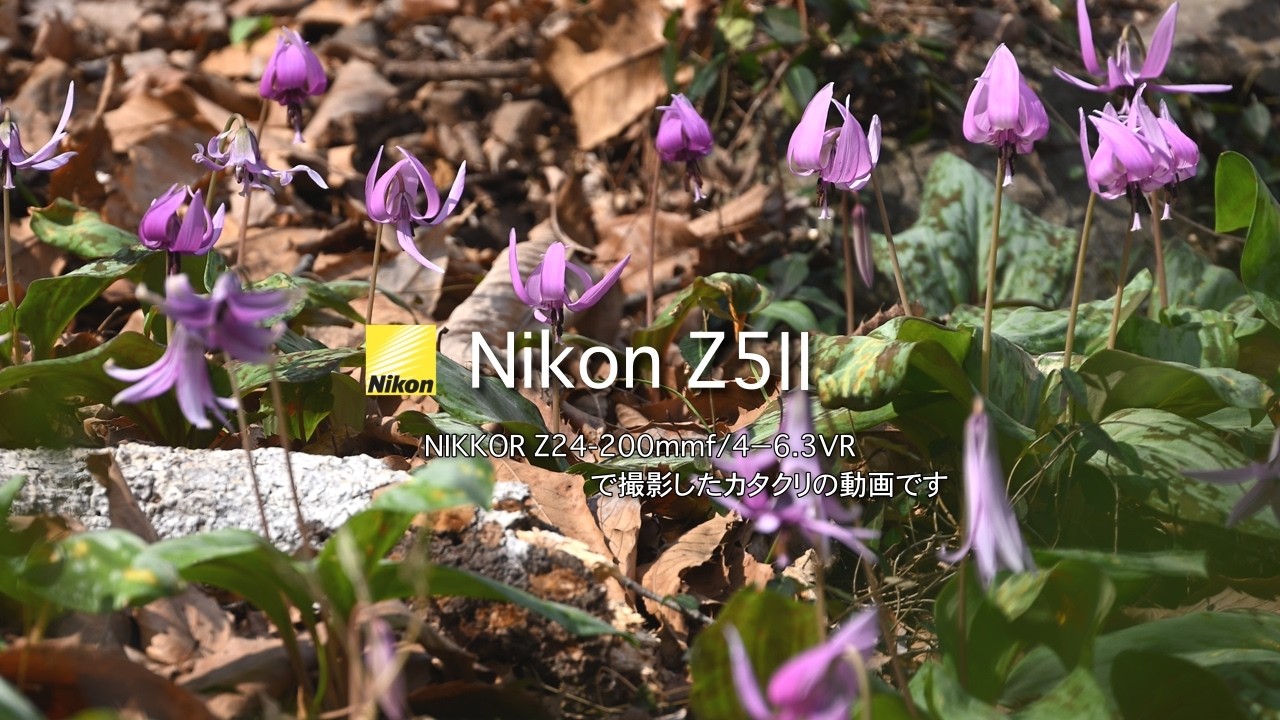 自然写真】Nikon Z5Ⅱで撮る!春の妖精「カタクリの花🌸」 - YouTube 自然写真】Nikon Z5Ⅱで撮る!春の妖精「カタクリの花🌸」 - YouTube