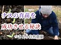 【自然農】ナスの育苗 種蒔きから発芽まで【つきよみ自然農園】Natural Farming  eggplant