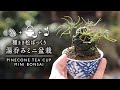 五葉松の湯呑み松ぼっくりミニ盆栽 【Bonsai diary 盆栽日記 12/18】種まき 初心者の簡単盆栽、園芸の作り方 やり方 五葉松 pine Sowing seeds EOS R5