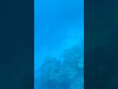 رحلة غطاس من أعماق خليج نعمه بشرم الشيخ