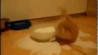 Забавный котёнок разлил молоко Замурчательное видео