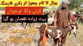 Biggest Loss In Goat Farming|Goat Farming Ka Nuqsanat|Goat Farming Is Not A Profitable Business|