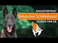 Belgischer Schäferhund - Malinois [2018] Rasse, Aussehen & Charakter