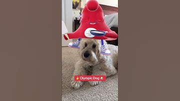 Gold Medal Dog 🥇🐶 @TheJessiiShow #TheManniiShow.com/series