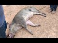 #vidanaroça #caçadas #javali #javaporco #roça #wildboar