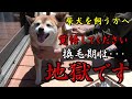 柴犬の換毛期が残酷すぎる！・・・ブラッシングに疲れ果てたので【Neakasa P1 Pro】を使ってみた