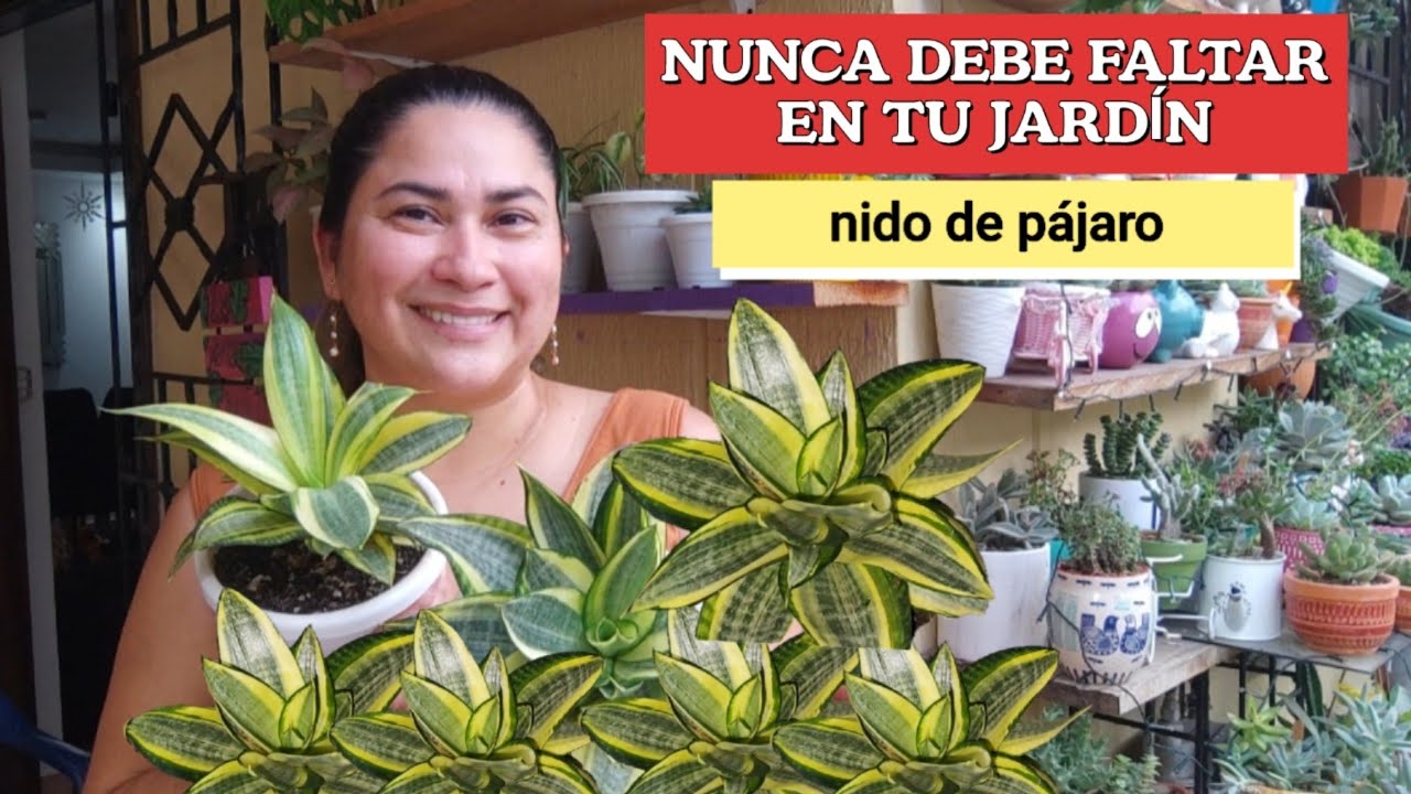 SANSEVIERIA NIDO DE PAJARO NUNCA DEBE FALTAR EN TU JARDÍN..se cuida solita