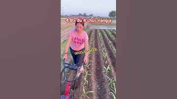Chạy máy vun ngô,lên luống xới làm cỏ ngô 5hp 30kg.#mayvunngo #mayxoidat #maylenluong #mayvunluong
