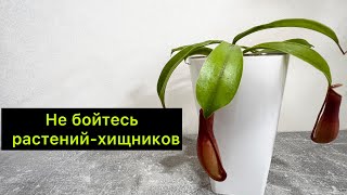 Не бойтесь растений – хищников 😀 они очень неприхотливые/ #непентес / растение с кувшинками