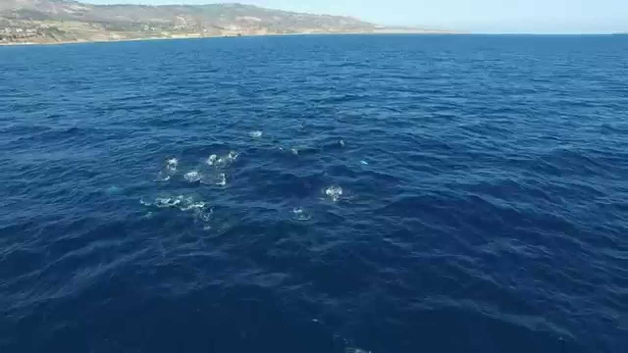 camera iphone 8 plus apk dolphins terenea