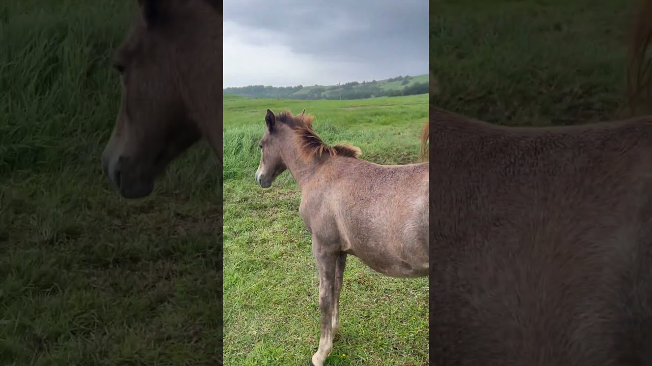 8/22/21 - Jeju horses are a rare pony breed native to Jeju Island . Selling point to moving here.