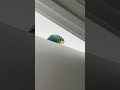 Houston the cheeky budgie